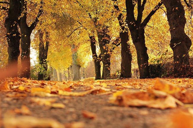 Jesensko listje je zelo koristno. (foto: pixabay.com)