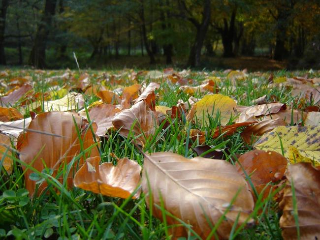 Lepa misel za lepši dan. (foto: freeimages.com)