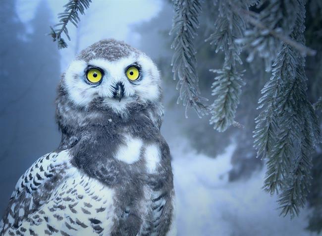 Lepa misel za lepši dan. (foto: pixabay.com)