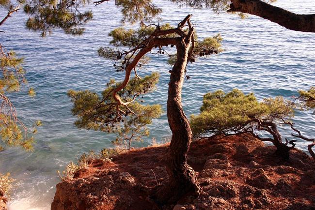 Lepa misel za lepši dan. (foto: freeimages.com)