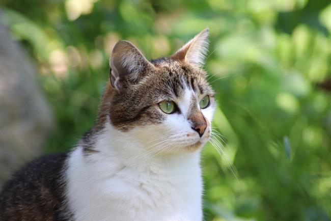 Če ste izbrali mačko, ste zelo priljubljeni in pametni. (foto: Freepik.com)