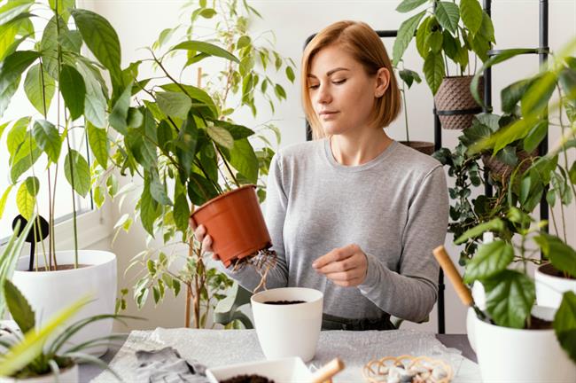 Preverite, katere so najbolj pogoste napake pri vzgoji sobnih rastlin. (Foto: Freepik.com)
