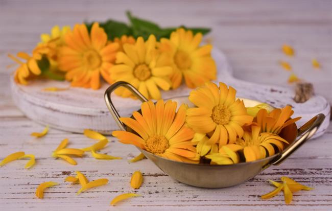Ognjič ima izjemne zdravilne sposobnosti. (Foto: Freepik.com)