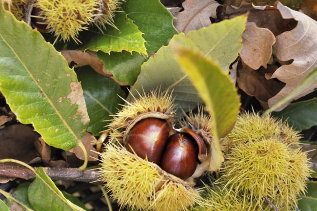 	Divji kostanj je lahko lep okras. (foto: Freepik.com)