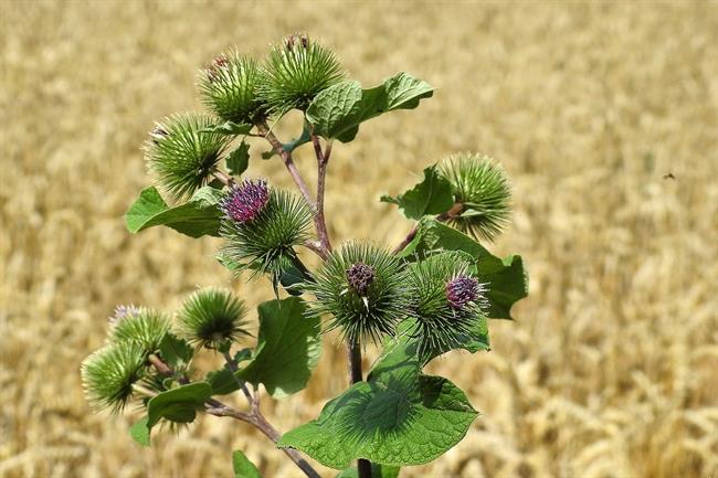 	Repinec podpira procese samozdravljenja. (Foto: Pixabay.com)