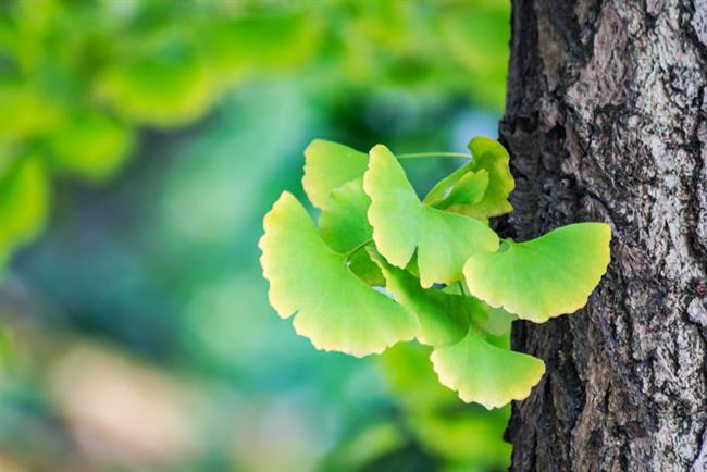 Ginko biloba izboljšuje kognitivne sposobnosti. (Foto: Freepik.com)