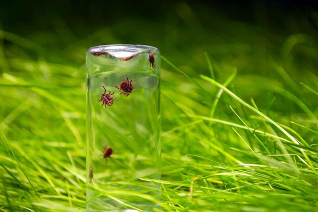 	Nekatera naravna sredstva klopom smrdijo. (foto: freepik.com)