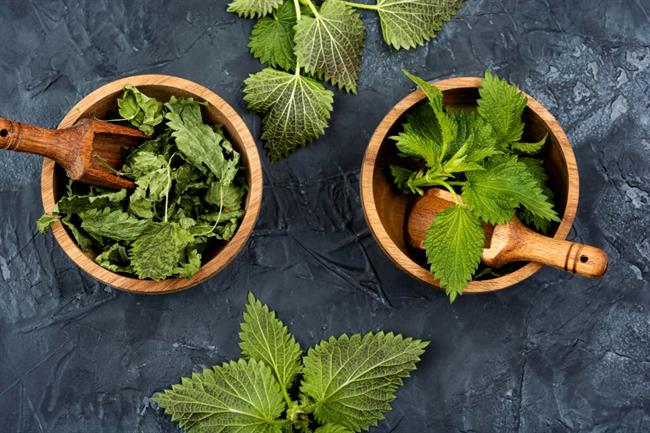 Kopriva je le ena izmed zdravilnih divjih rastlin, ki jih ponuja pomladni čas. (Foto: Freepik.com)