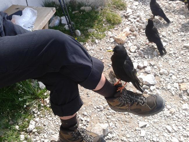 Obisk kavke (foto: osebni arhiv)