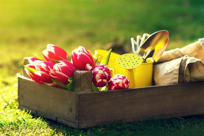 April na vrtu: ko se iz drobnih semen rojevajo prve zgodbe pomladi. (Vir: Freepik)