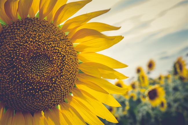 Razkrivamo tedenski horoskop za vsa znamenja. (Vir: Freepik)