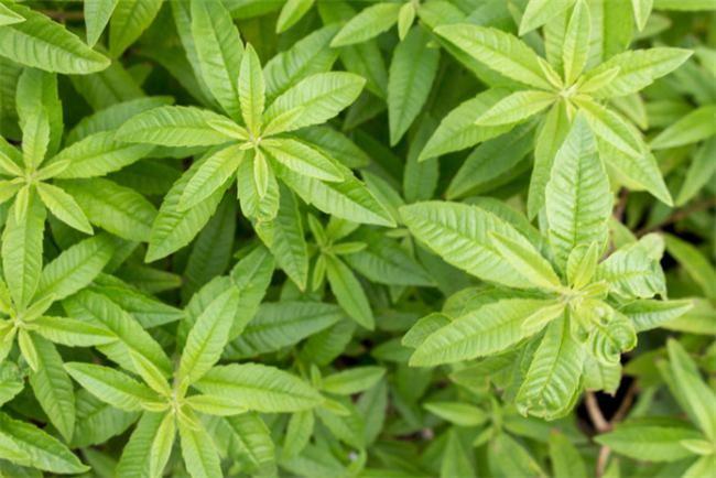 Če želite svoj balkon narediti prijetnejši, bolj dišeč in predvsem brez komarjev, je citronka skoraj nujna spremljevalka vaših poletnih večerov. (Vir: Canva)