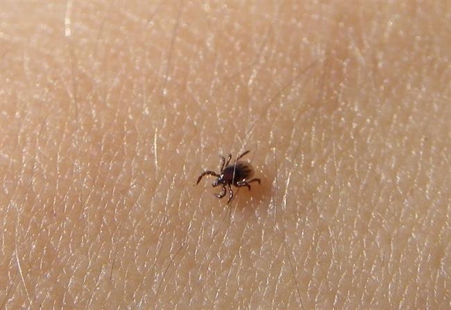 Sedaj je pravi čas za cepljenje proti klopnemu meningoencefalitisu. (foto: www.sxc.hu)