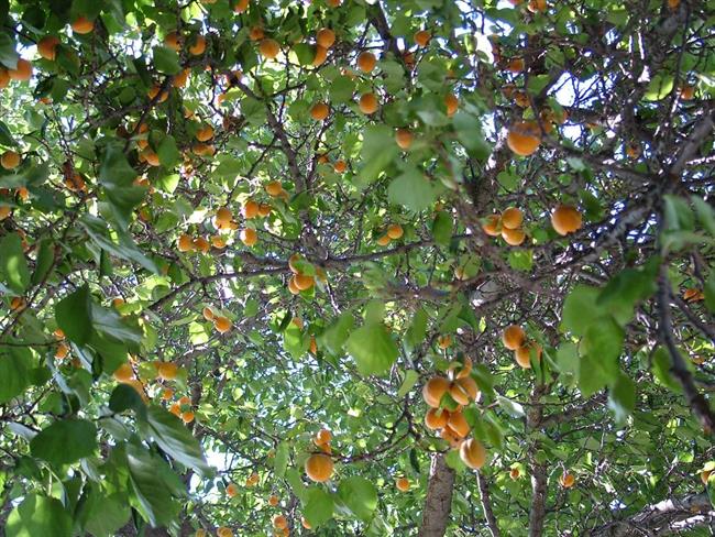 Dolina marelic – HUNZA