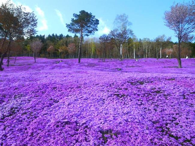 Park na Japonskem (foto: www.boredpanda.com)