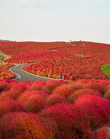 Park ob obali, Japonska (foto: www.boredpanda.com)