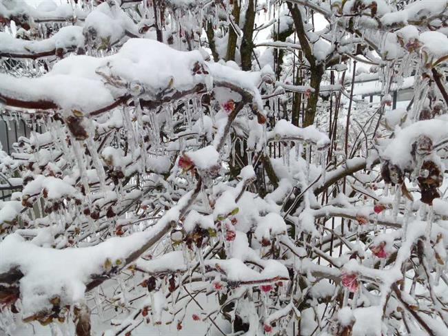 Pozimi cvetoča brogovita. (foto: Mojca habjan)