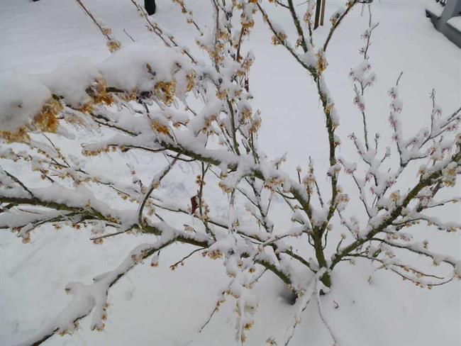 Nepozebnik (foto: Mojca Habjan)