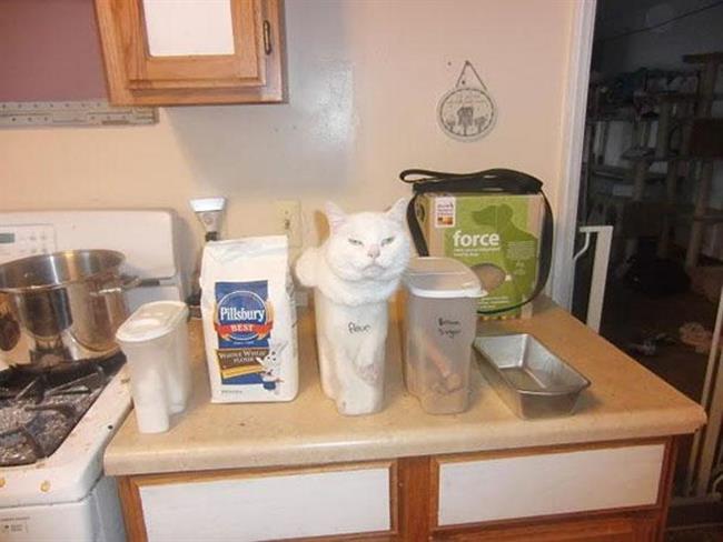 Foto: www.boredpanda.com