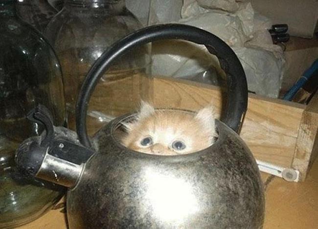 Foto: www.boredpanda.com