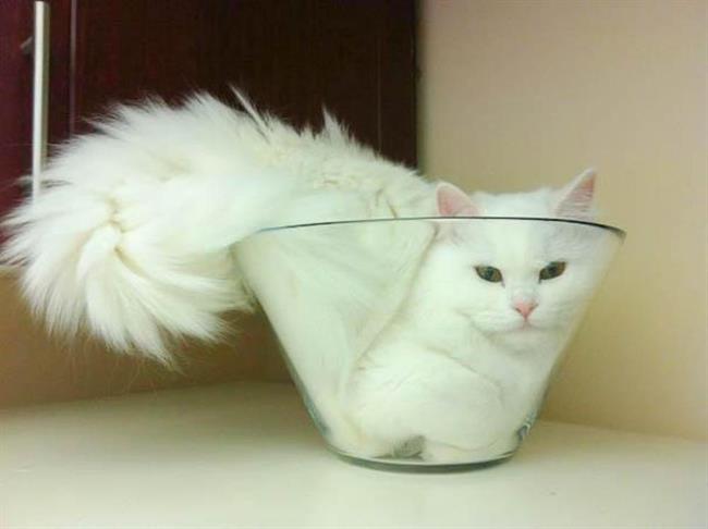 Foto: www.boredpanda.com