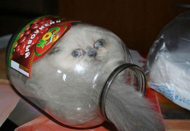 Foto: www.boredpanda.com