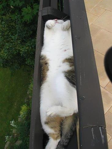 Foto: www.boredpanda.com