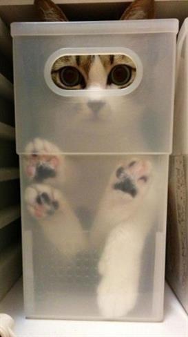 Foto: www.boredpanda.com