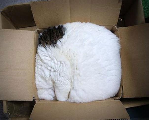 Foto: www.boredpanda.com