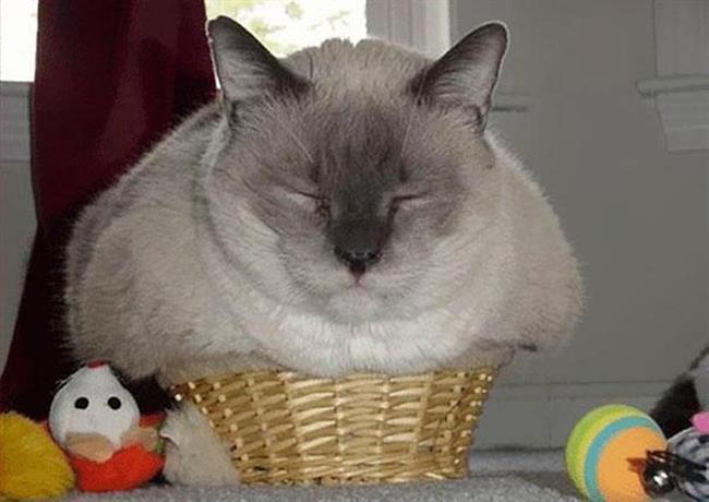 Foto: www.boredpanda.com