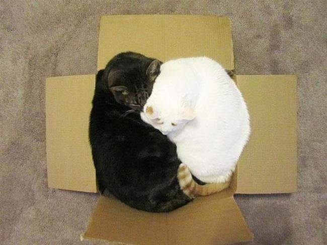 Foto: www.boredpanda.com