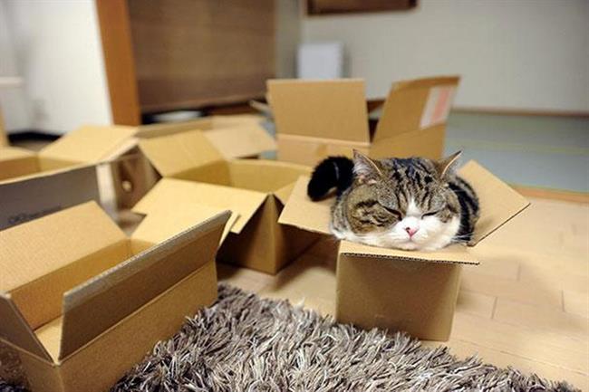 Foto: www.boredpanda.com