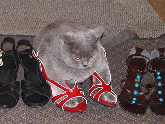 Foto: www.boredpanda.com