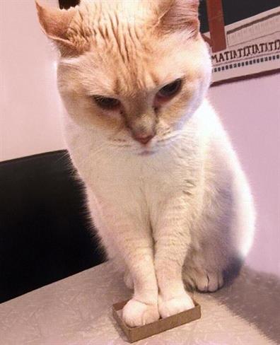Foto: www.boredpanda.com