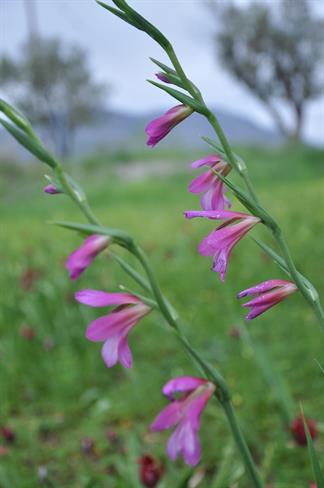 Divje gladiole. (foto: A.P.)