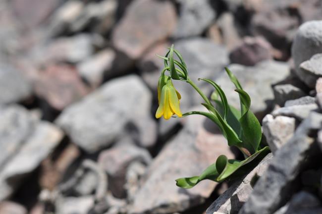 Drobna rumena logarica s pobočja Pelinnea (Fritillaria pelinea) (foto: A.P.)