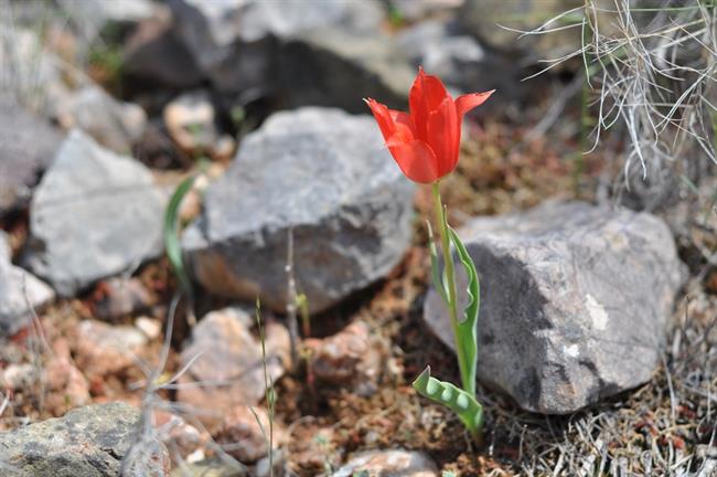 Miniaturna Tulipa undulatifolia. (foto: A.P.)