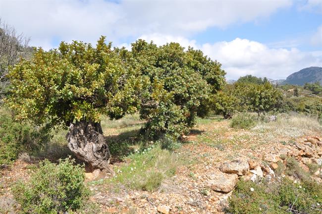 Nasad mastike (Pistacia lentiscus) (foto: A.P.)