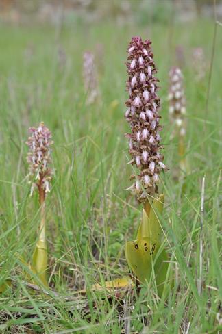 Orhideja (Himantoglossum robertianum) (foto: A.P.)