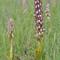 Orhideja (Himantoglossum robertianum) (foto: A.P.)