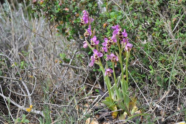 Orhideja (Ophris tenthredinifera) (foto: A.P.)