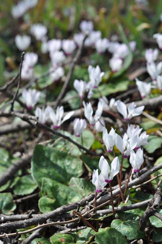 Perzijska ciklama (Cyklamen persicum) (foto: A.P.)