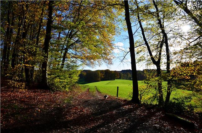 Zgodaj zjutraj je rad opazoval prebivalce gozda ... (foto: www.sxc.hu)