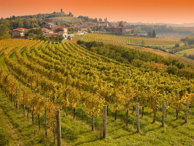 Goriška Brda (foto: STA)