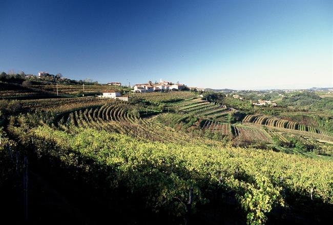 Vinograd (foto: STA)