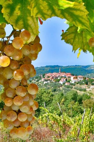 Padna (foto: Trnkoczy)