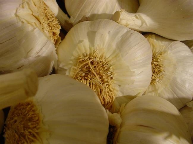 Česen je naravni antibiotik. (foto: freeimages.com)