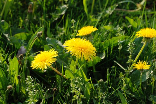 Regrat je zelo zdravilen. (foto: freeimages.com)