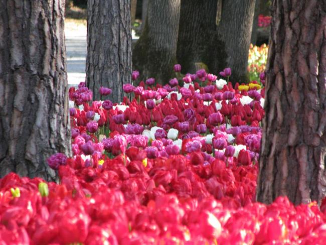 Tulipani v Volčjem potoku. (foto: Arboretum)