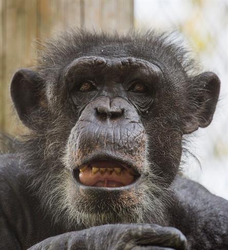 Šimpanz Boris (foto: ZOO)